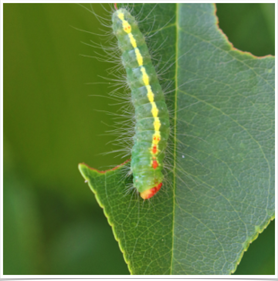 Acronicta hasta 
Cherry Dagger
Bibb County, Alabama